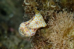 Lamprohaminoea cymbalum