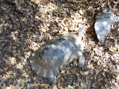 Testudo marginata
