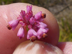 Erica corifolia