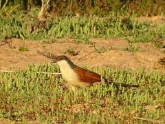 Centropus senegalensis