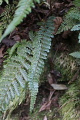 Polystichum parvipinnulum
