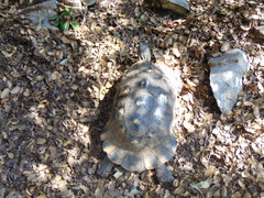 Testudo marginata