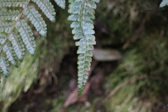 Polystichum parvipinnulum