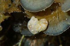 Lamprohaminoea ovalis