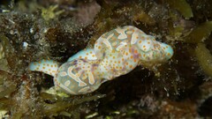 Lamprohaminoea cymbalum