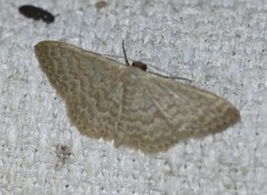 Idaea eretmopus