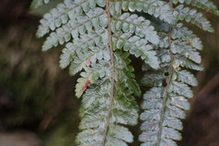 Polystichum parvipinnulum