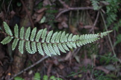 Polystichum parvipinnulum