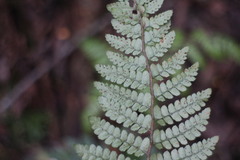 Polystichum parvipinnulum