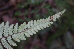 Polystichum parvipinnulum