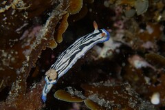 Hypselodoris maritima