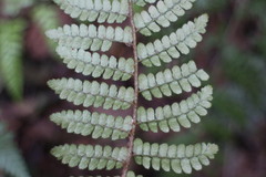Polystichum parvipinnulum
