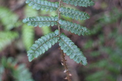 Polystichum parvipinnulum