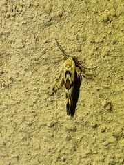Stathmopoda melanochra