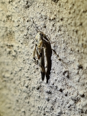 Stathmopoda melanochra