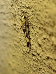 Stathmopoda melanochra