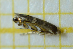 Macrosaccus robiniella