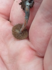 Inocybe caerulata