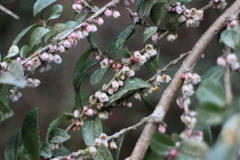 Eurya crenatifolia