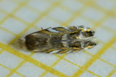 Macrosaccus robiniella