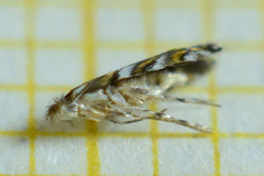 Macrosaccus robiniella