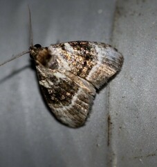 Acatapaustus metallopa