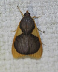 Prooedema inscisalis