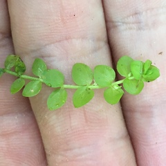 Micranthemum umbrosum