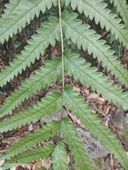 Woodwardia japonica
