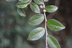 Eurya crenatifolia