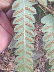 Woodwardia japonica