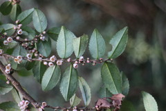 Eurya crenatifolia