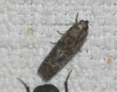 Hypargyria metalliferella