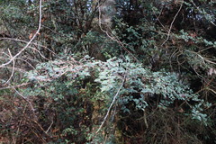 Eurya crenatifolia