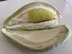 Asclepiadeae
