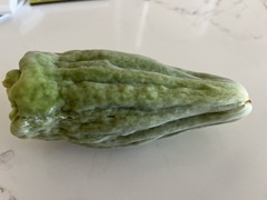 Asclepiadeae