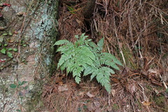 Dryopteris formosana