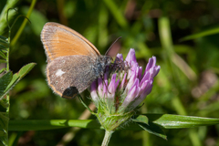 Coenonympha glycerion