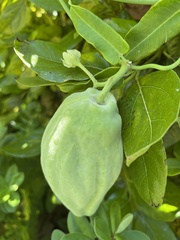 Asclepiadeae