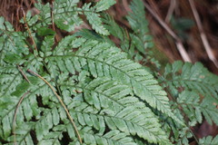 Dryopteris formosana