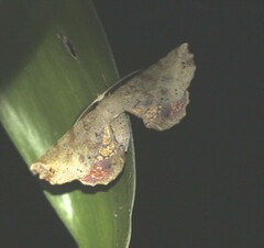 Parepisparis excusata