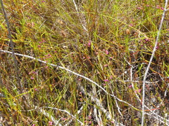 Erica multumbellifera