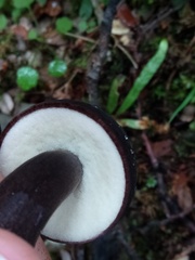 Tylopilus formosus