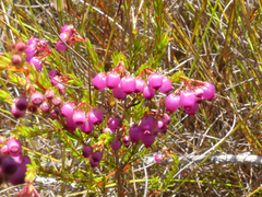 Erica multumbellifera