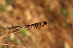 Dryopteris formosana