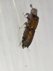Platypodinae