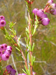 Erica multumbellifera