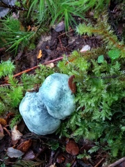 Rossbeevera pachydermis