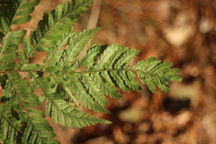 Dryopteris formosana