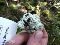 Rossbeevera pachydermis